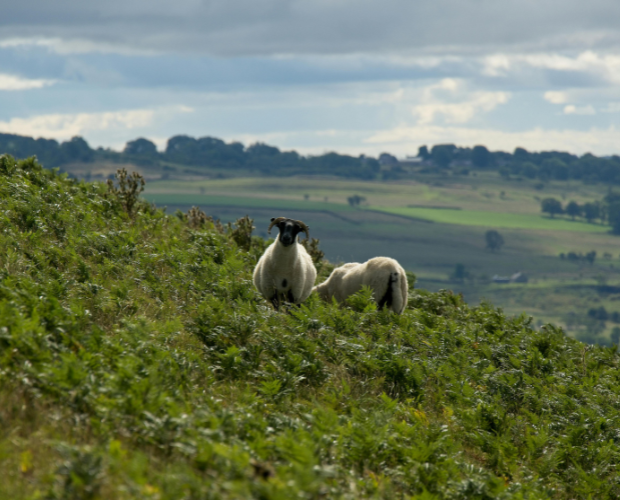 Have Your Say On The Future Of Upland And Grazing Land Use